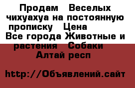 Продам.  Веселых чихуахуа на постоянную прописку › Цена ­ 8 000 - Все города Животные и растения » Собаки   . Алтай респ.